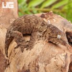 ug_Baby_Gran_Terra_Nu_Ana_Leachianus_Gecko _#1_4.jpg