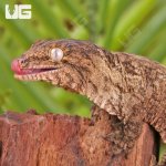 ug_Baby_Gran_Terra_Nu_Ana_Leachianus_Gecko _#1_3.jpg