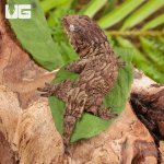 ug_Baby_Gran_Terra_Nu_Ana_Leachianus_Gecko _#1_2.jpg