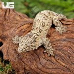 ug_Baby_Nu_Ana_Leachianus_Gecko_#1_1.jpg