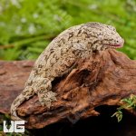 ug_Baby_Nu_Ana_Leachianus_Gecko_#1_2.jpg