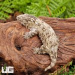 ug_Baby_Nu_Ana_Leachianus_Gecko_#1_3.jpg