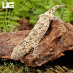 ug_Baby_Nu_Ana_Leachianus_Gecko_#1_4.jpg