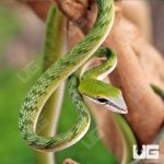 ug_Baby_Malaysian_Vine_Snake_4.jpg