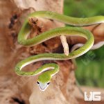 ug_Baby_Malaysian_Vine_Snake_3.jpg