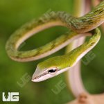 ug_Baby_Malaysian_Vine_Snake_2.jpg