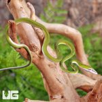 ug_Baby_Malaysian_Vine_Snake_1.jpg