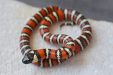7.06.2023-lakearrowhead.zonata.B.jpg