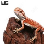 ug_Baby_Hypo_Inferno_Bearded_Dragon_1-300x300.jpg