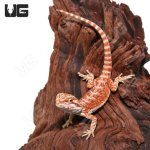 ug_Baby_Hypo_Inferno_Bearded_Dragon_4-300x300.jpg