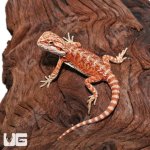 ug_Baby_Hypo_Inferno_Bearded_Dragon_2-300x300.jpg