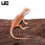 ug_Baby_Hypo_Inferno_Bearded_Dragon_3-300x300.jpg