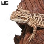 ug_Citrus_Leatherback_4.jpg