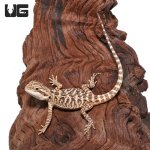 ug_Citrus_Leatherback_3.jpg
