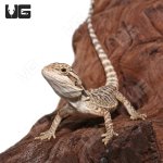 ug_Citrus_Leatherback_2.jpg