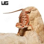 ug_Inferno_Leatherback_Bearded_Dragon_2.jpg