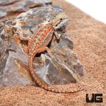 ug_Baby_inferno_Dunner_Bearded_Dragon_4.jpg