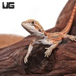 ug_Baby_inferno_Dunner_Bearded_Dragon_3.jpg