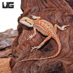 ug_Baby_inferno_Dunner_Bearded_Dragon_2.jpg