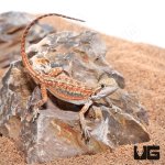 ug_Baby_inferno_Dunner_Bearded_Dragon_1.jpg