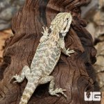 ug_Hypo_Leatherback_Bearded_Dragon_2.jpg