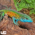 ug_Rainbow_Whiptail_Lizard_4.jpg