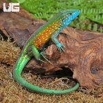 ug_Rainbow_Whiptail_Lizard_2.jpg