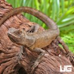ug_Mophead_Iguana_5.jpg
