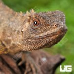 ug_Mophead_Iguana_4.jpg