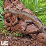 ug_Mophead_Iguana_3.jpg