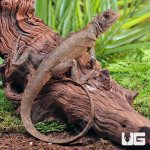 ug_Mophead_Iguana_2.jpg