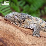 UG_High_Pink_Leachianus_Gecko_6.jpg