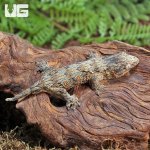 UG_High_Pink_Leachianus_Gecko_5.jpg