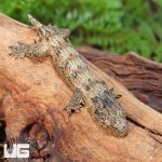 UG_High_Pink_Leachianus_Gecko_4.jpg