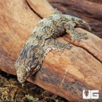 UG_High_Pink_Leachianus_Gecko_3.jpg