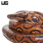 ug_adult_brazilian_rainbow_boa_5.jpg