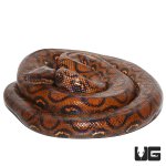 ug_adult_brazilian_rainbow_boa_3.jpg