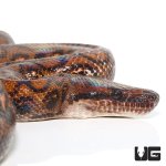ug_adult_brazilian_rainbow_boa_2.jpg
