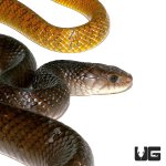 ug_yellowtail_cribo_1.jpg