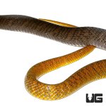 ug_yellowtail_cribo_3.jpg