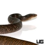 ug_yellowtail_cribo_2.jpg