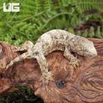 ug_Baby_Nu_Ana_x_Nu_Ami_x_Pine_Island_Leachianus_Gecko_3.jpg