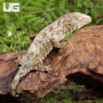 ug_Baby_Nu_Ana_x_Nu_Ami_x_Pine_Island_Leachianus_Gecko_2.jpg