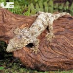 ug_Baby_Nu_Ana_x_Nu_Ami_x_Pine_Island_Leachianus_Gecko_1.jpg