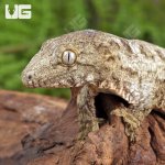 ug_Baby_Nu_Ana_x_Nu_Ami_x_Pine_Island_Leachianus_Gecko_4.jpg