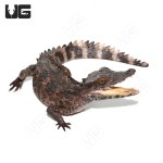 ug_juvenile_smooth_front_caiman_3.jpg