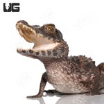 ug_juvenile_smooth_front_caiman_1.jpg