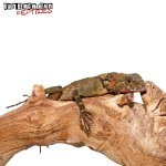 plica_plica_lizard_4.jpg