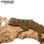 plica_plica_lizard_3.jpg