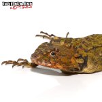 plica_plica_lizard_1.jpg